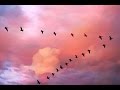 Улетающие птицы.  Сергей Чекалин. Song. Birds flying away. Music by Sergey Chekalin