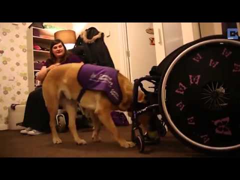 Βίντεο: Τρόποι που το σκυλί σας δείχνει ότι αγαπάτε