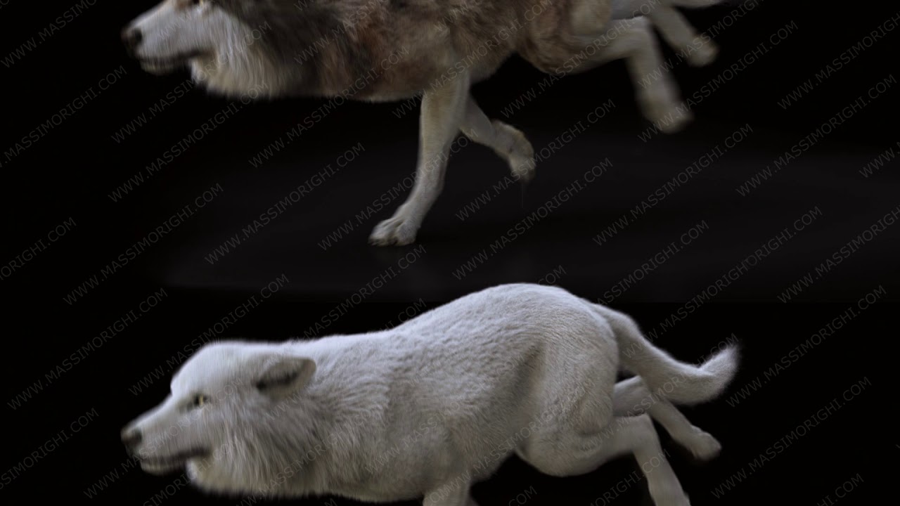 Wolf running 3/4