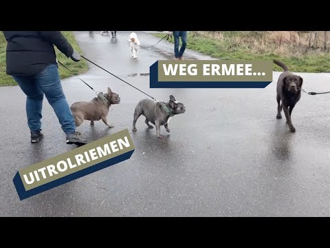 Video: 4 maniere om urinêre inkontinensie by kinders te bestuur