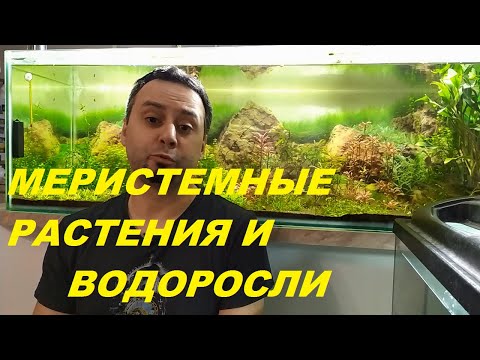 Меристемные растения и водоросли