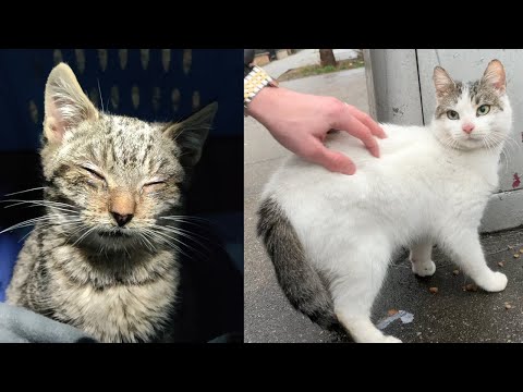 Video: Pet Scoop: NYPD salvează pisicile prinse în valiză, Retweets ar putea câștiga câine pentru adolescent