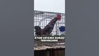 SUARA AYAM KETAWA FULL DURASI TERPANJANG