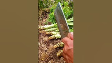 GI599828 mini rotary tillage and ridging all-in one tree 🌲 short view#subscribe