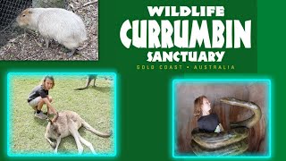 Currumbin Wildlife sanctuary by Me and E-man 112 views 2 years ago 8 minutes, 59 seconds