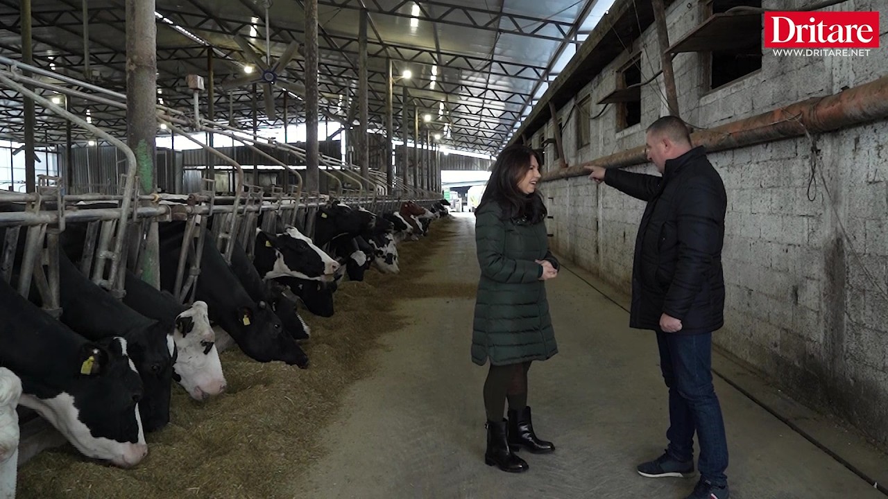 Fermer në katër breza! Mos ma prekni qumështin! | Shqipëria që na mban gjallë!