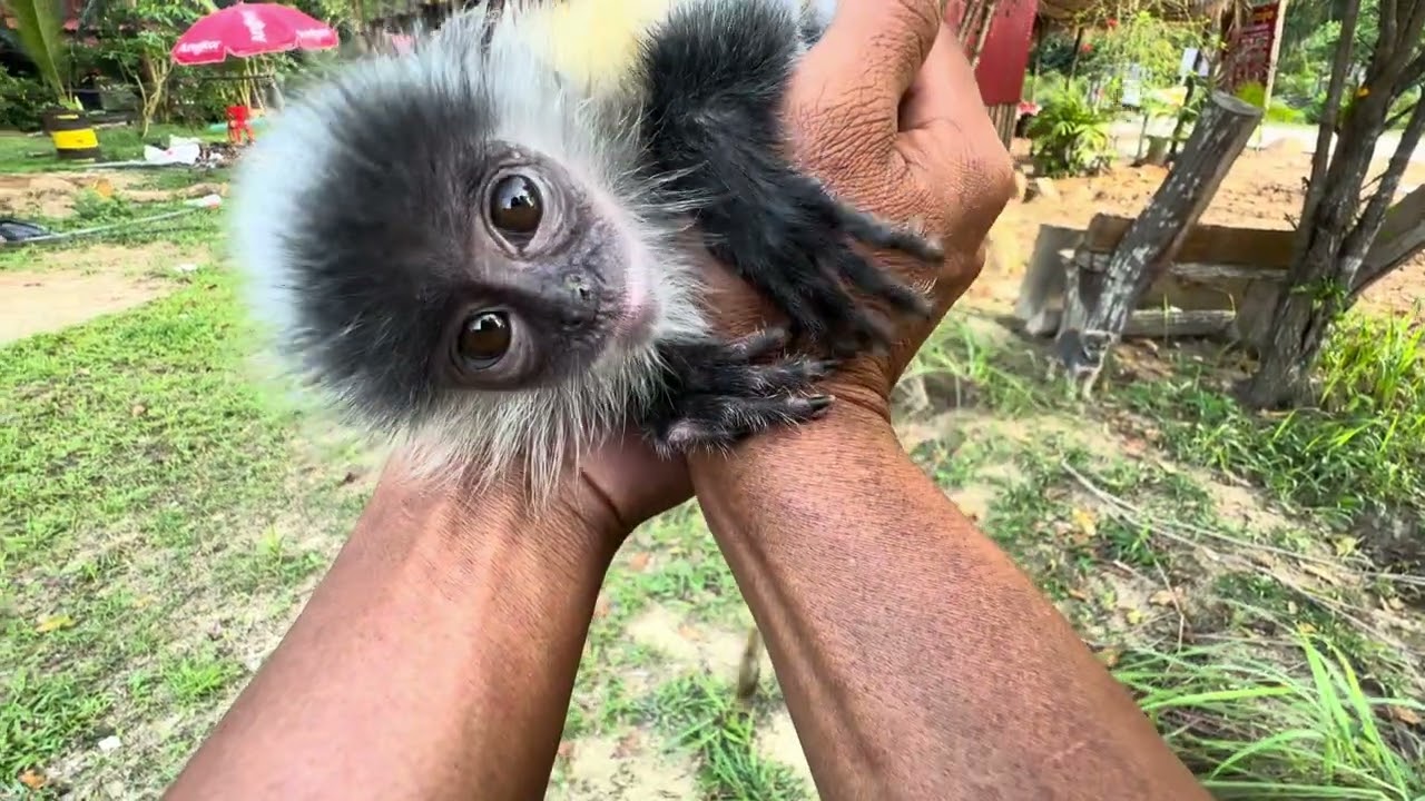 Adorable Baby Monkey with Big Eyes Goes Viral 🐒