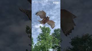 Hawk dives on birdwatcher