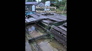 Download Lagu micro fishing !! jumbo baboon pull #fishing MP3