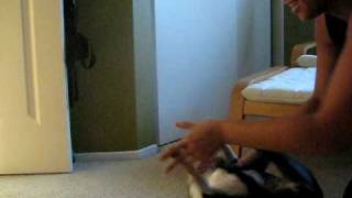 Sophie the Boston Terrier going nuts, she is ticklish!