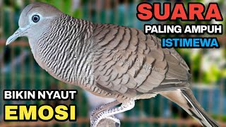 Download lagu Perkutut Lokal Gacor Suara Besar Pancingan Burung Perkutut Agar Cepat Bunyi.