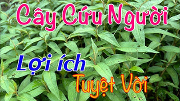 Cây Chữa Rắn Cắn Rất Đơn Giản Mà Ít Người Biết | CTVC