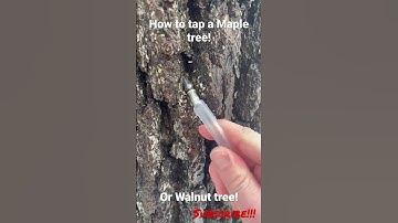 How to tap a tree for syrup! Walnut or maple syrup!