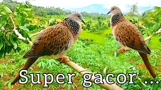 Suara Tekukur Kuk 1 Di Rantingbikin Pikat Di Rumah Ikutan Nyaut 