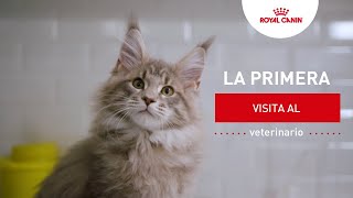 La primera visita al veterinario de tu gatito | Royal Canin