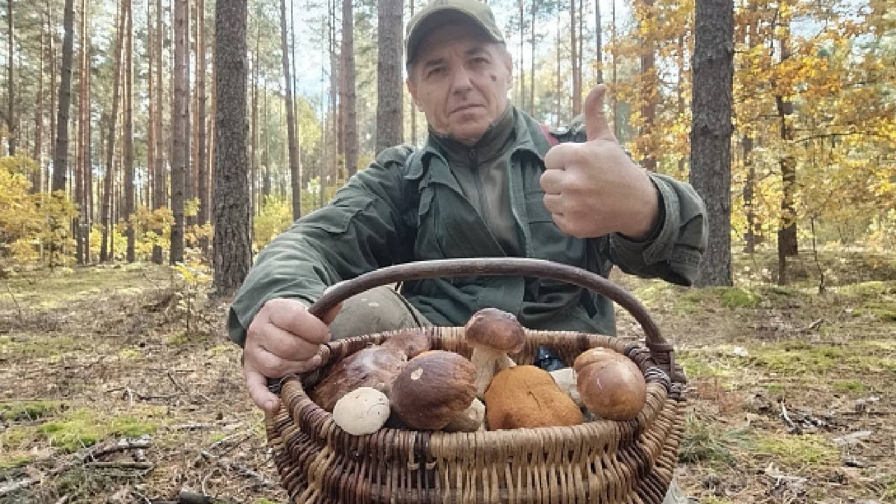 НЕДІЛЯ...   Я ГРИБАЛЮ У ЛІСІ ...  ГРИБНИЙ СЕЗОН ТРИВАЄ.......   12. 10 .2025Р.