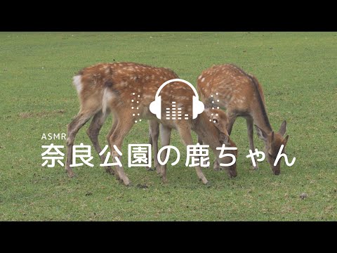 奈良公園の鹿ちゃん  自然音 おと風景【ASMR 環境音】