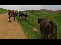 Moving Cows to Pasture!