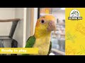 Super Cheeky Baby White Bellied Caique Parrot  | Victorian Bird Co Ferntree Gully