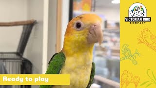 Super Cheeky Baby White Bellied Caique Parrot  | Victorian Bird Co Ferntree Gully
