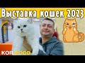 Выставка кошек в Рязани 2023. KORWOOD