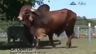 Ck opercus ( CKGL 366 ) ( Jaguar TE Do Gaviao X Ck Lua )