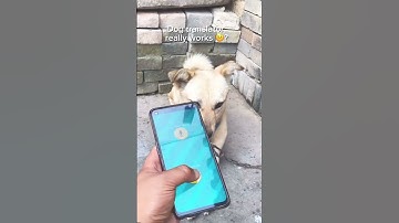Dog translator really works? #dogtranslator #traini