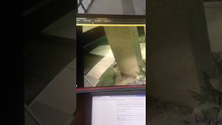 Real Fairies Caught On Security Cameras