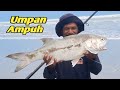 Umpan terbaik mancing di laut Strike kurau besar