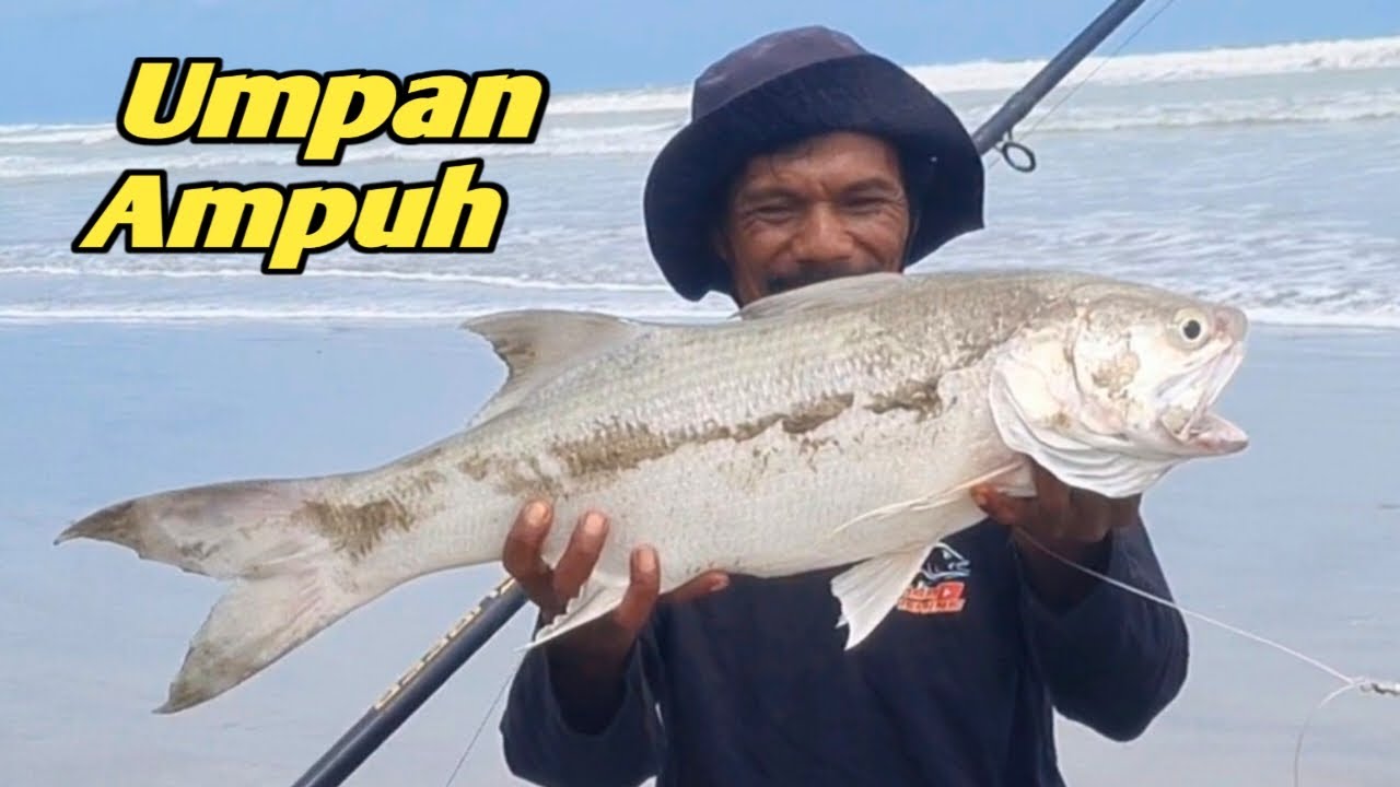 Umpan terbaik mancing di laut Strike kurau besar