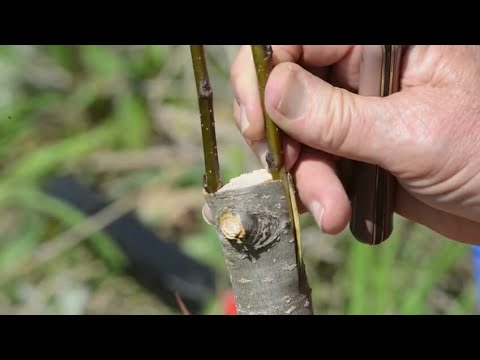فيديو: رعاية الكمثرى الآسيوية شينكو - كيفية زراعة الكمثرى شينكو في المناظر الطبيعية