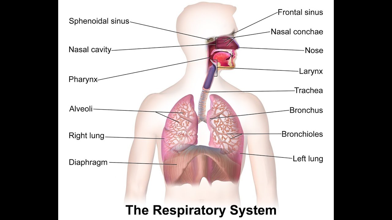 [[ المصطلحات الطبية ]] : Respiratory System ( lec. 1 )