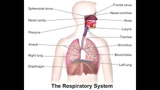 [[ المصطلحات الطبية ]] : Respiratory System ( lec. 1 )