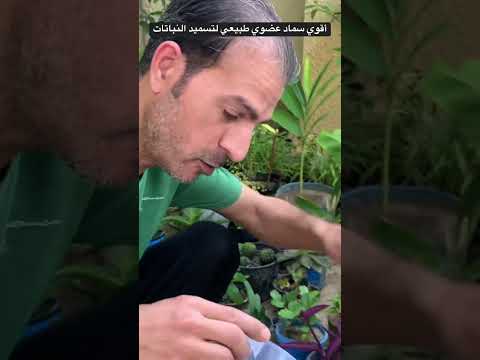 فيديو: الأمونيا: تستخدم في الحديقة كسماد و لمكافحة الآفات
