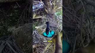 How Clever Can This Little Bird Be? 🐦🧠#shorts