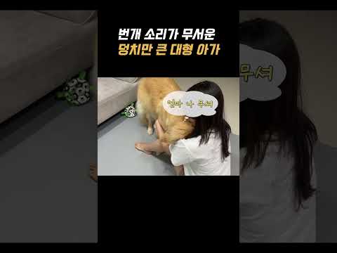 천둥번개가 칠때마다 마냥 아기가 되는 리트리버 #리트리버 #천둥번개 #아기