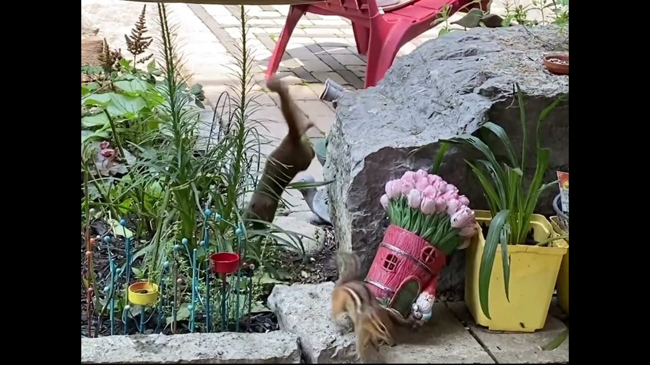critter rules of the patio, featuring Ron Ron the red squirrel and cute Chipmunk Jeannette.