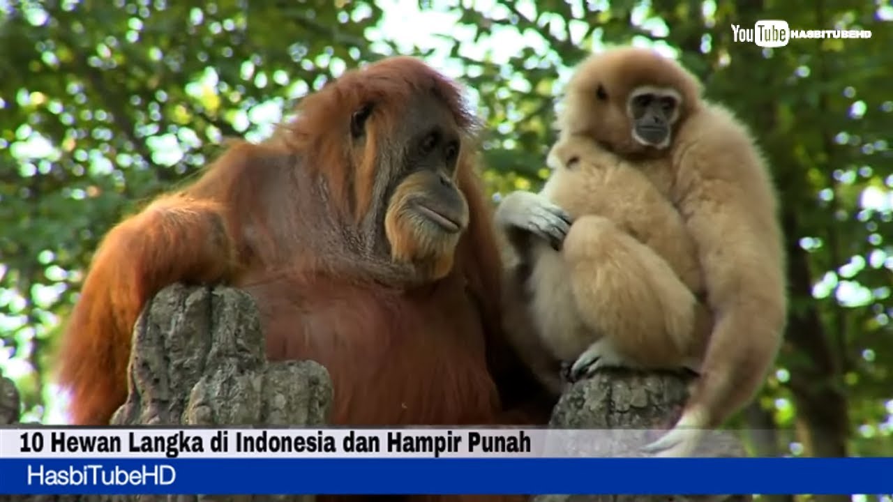 10 Hewan  Paling Langka  di  Indonesia  dan Hampir Punah YouTube