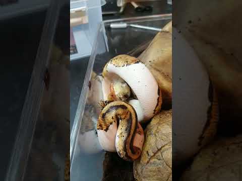 Video: Varför Ball Pythons gör stora husdjur