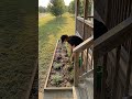 DIY Porch Landscaping Makeover