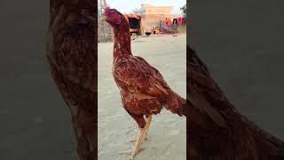 aseel murga #aseelmurga viral #short#😱😱