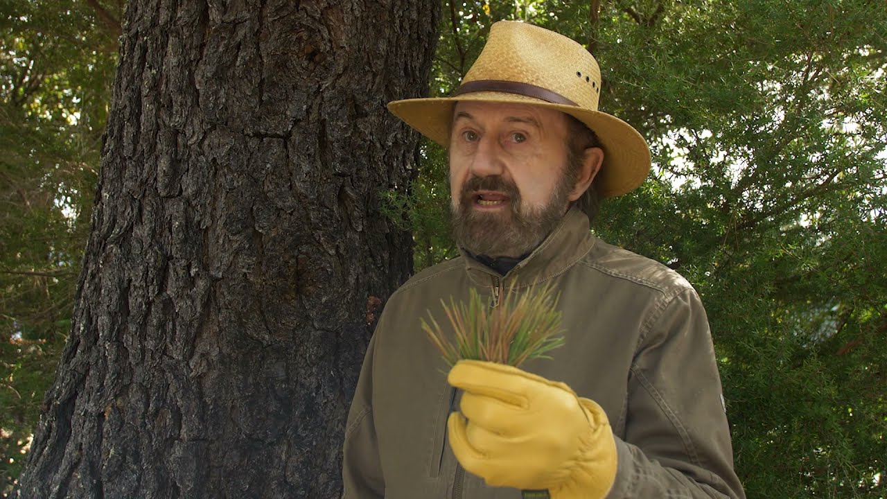 Tree Care for a Fire Smart Yard