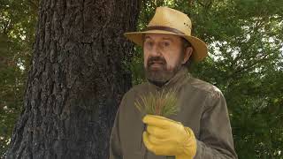 Tree Care for a Fire Smart Yard