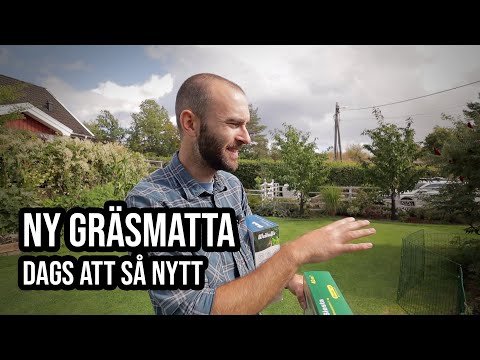 Video: Parterre Gräsmatta: Vad Det är, Varför De Kallar Elit Och Engelska, Gräsblandningens Sammansättning Och Frön, Sådd Och Vård