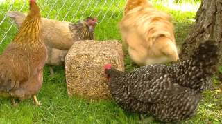 Backyard Chicken Nutrition