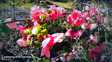 Part 1-2:  Beauty of Spring: Blossoms of Zuiderpark, The Hague/NL