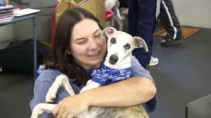 Whippet Reunion: Working with a Responsible Breeder