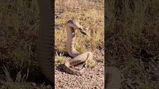 você sabia dessa curiosidade sobre essa cobra? #shorts #cobras #natureza #viral