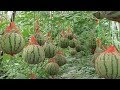 WOW! Amazing Agriculture Technology - Watermelon