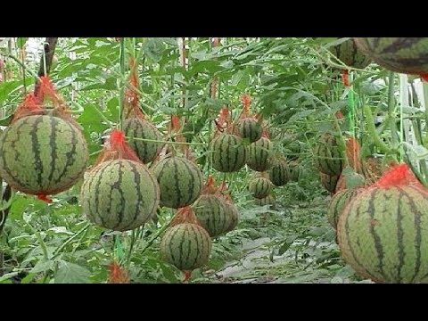Video: Watermeloenen Kweken In Het Open Veld In Warme Bedden